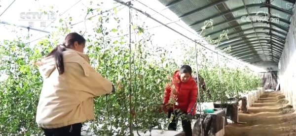 开yun体育网寰宇在田蔬菜面积8000多万亩-开云「中国大陆」Kaiyun·官方网站 - 登录入口